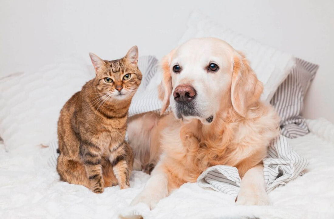 Pets têm direito a carteira de identidade nacional em 2025
