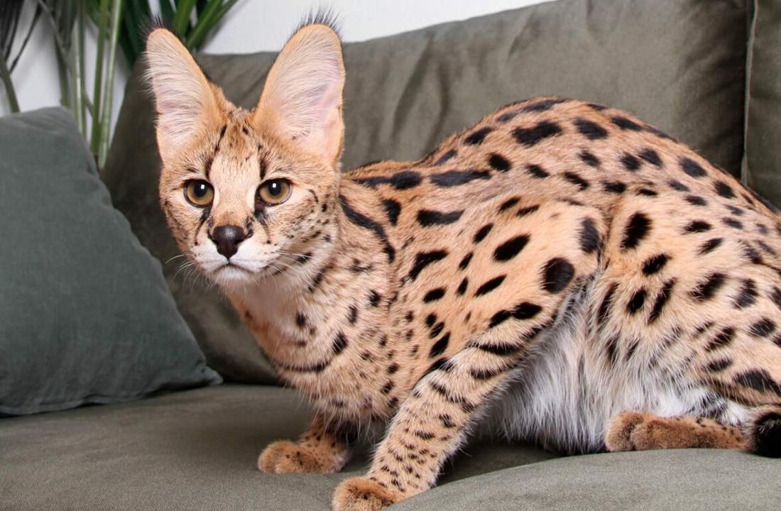 10 Raças de Gatos Mais Exóticas do Mundo